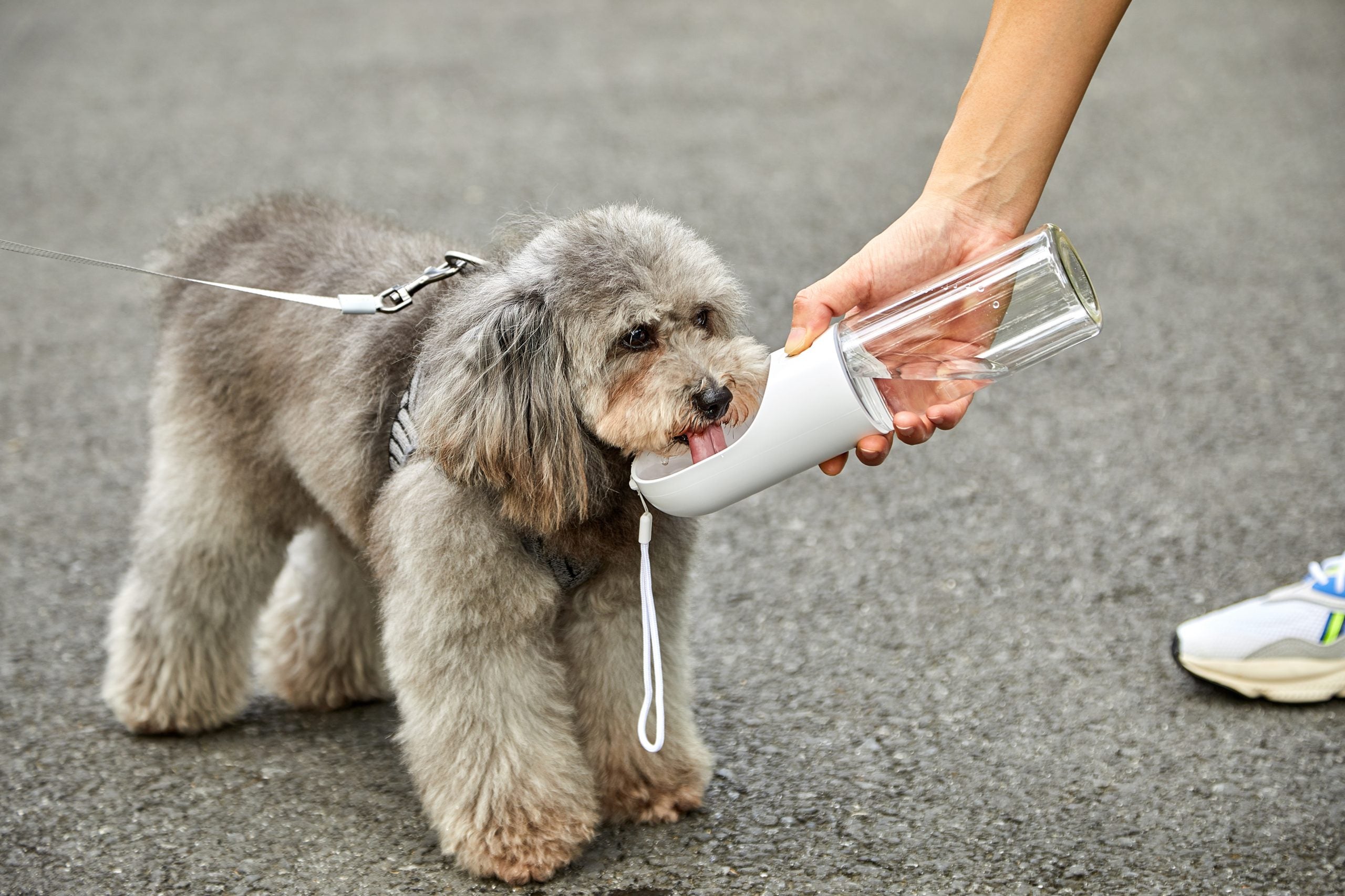 Pet Bottle 400ml - Grey